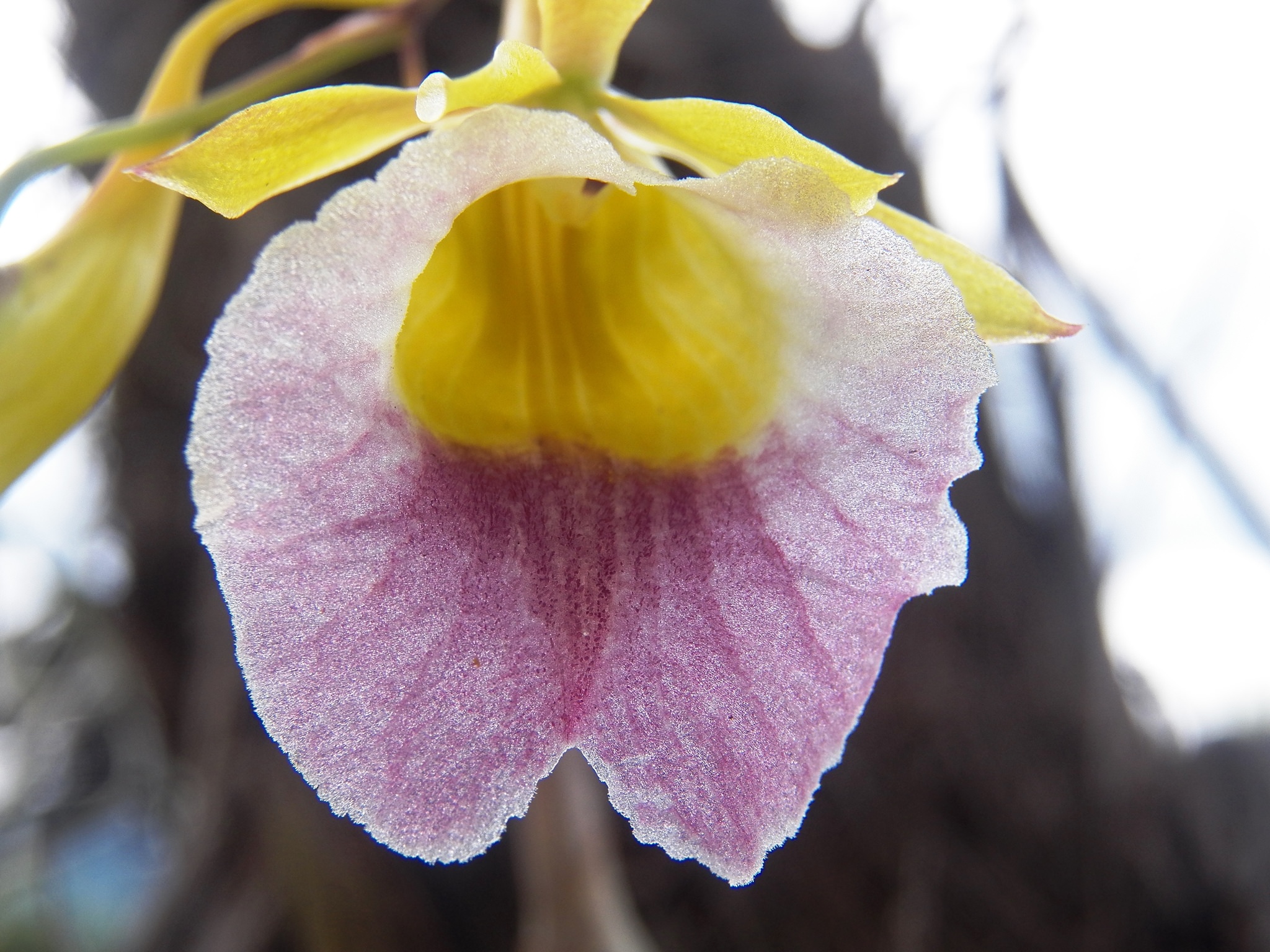 Galeandra batemanii